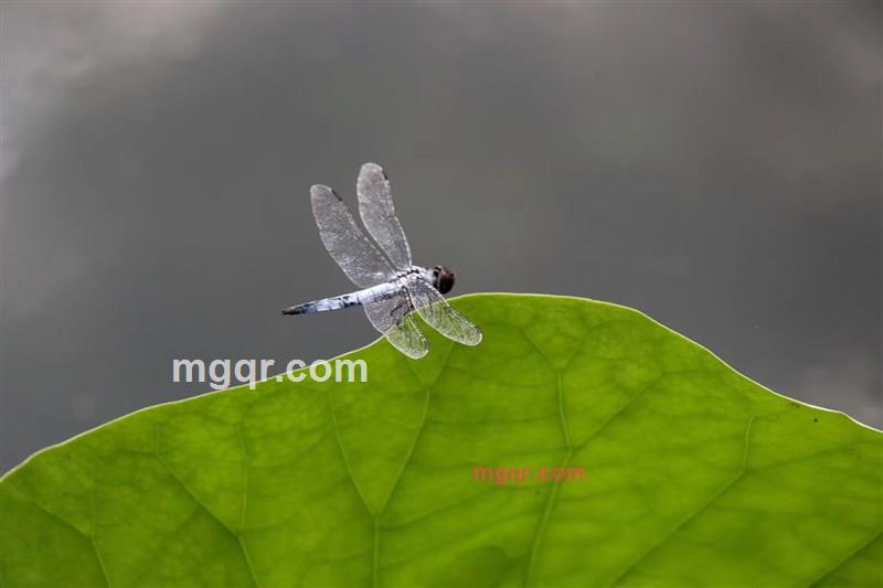 寂寞的第4张照片