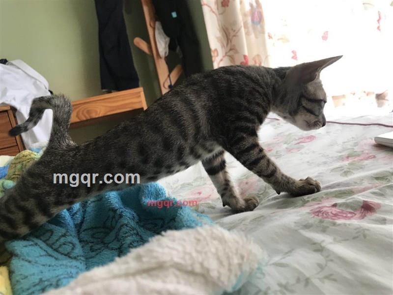 伊零把爱把伊爱我的第2张照片