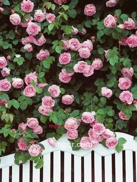 成成的第1张照片