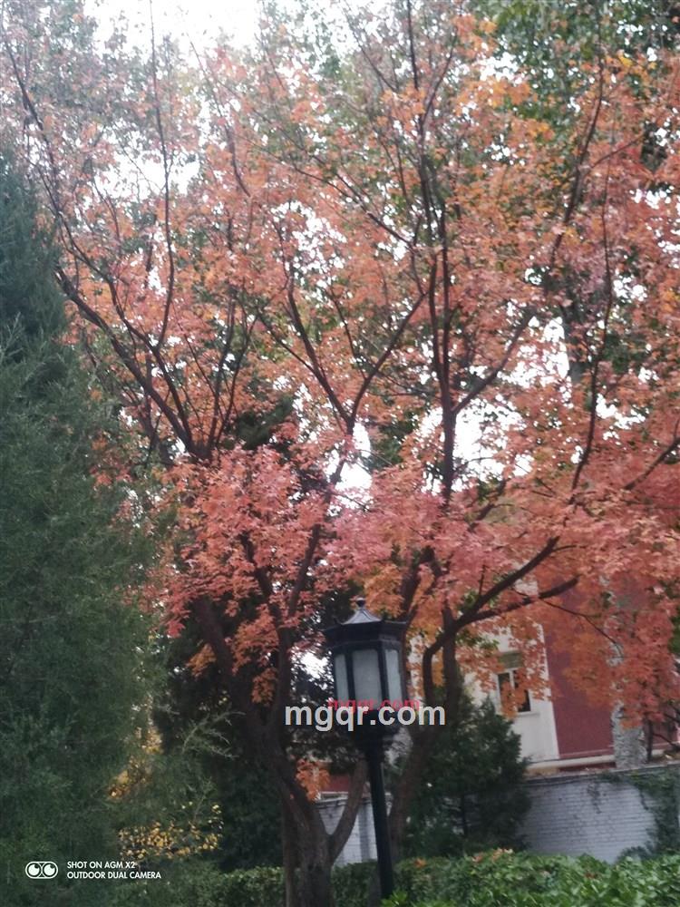 y-j3630440的第2张照片