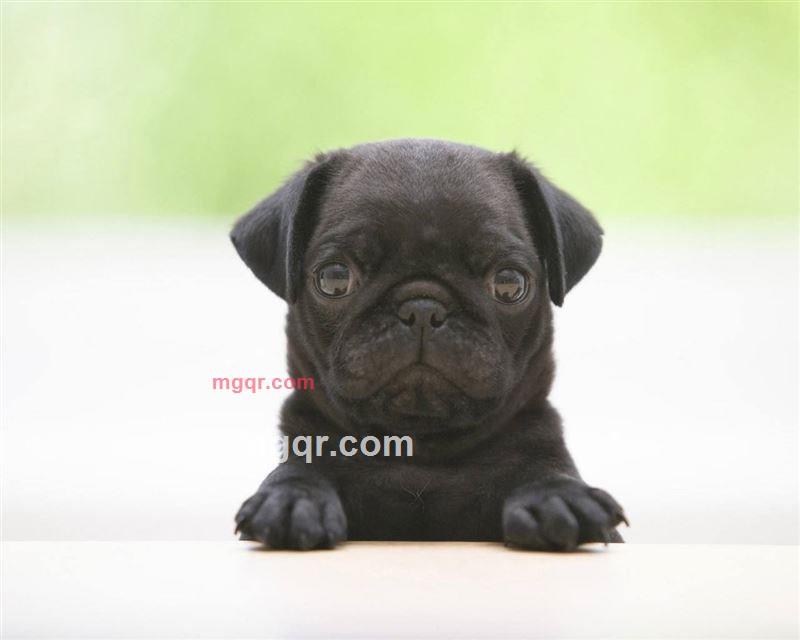 你过杠了的第1张照片