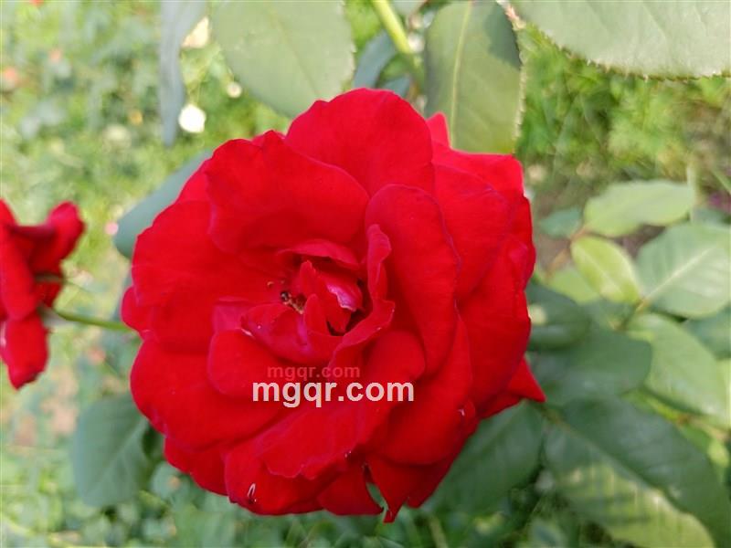 梦离殇的第1张照片