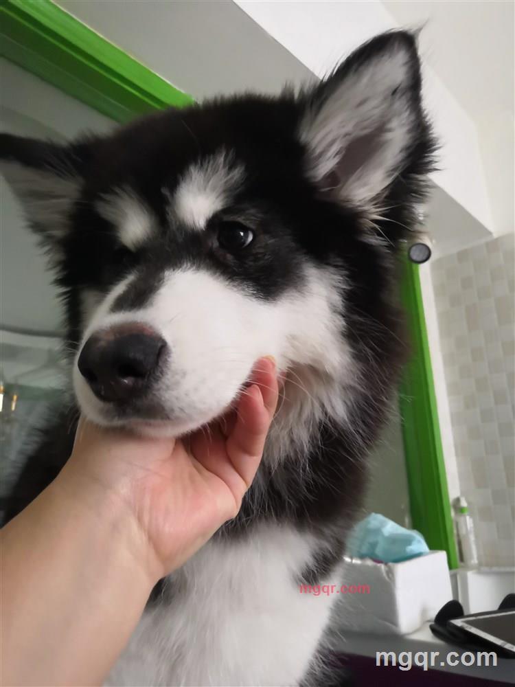 肥妹儿的第1张照片