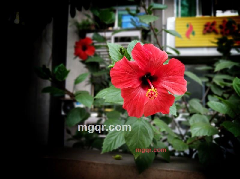 四季玫瑰的第1张照片