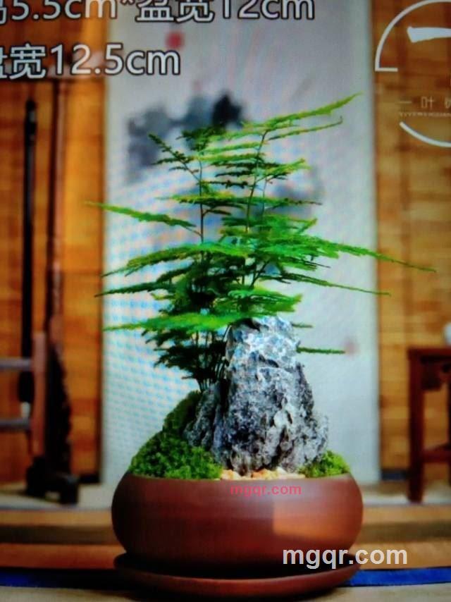 欢乐马的第1张照片