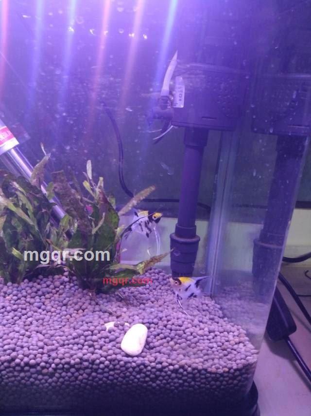 灵动仙果的第1张照片