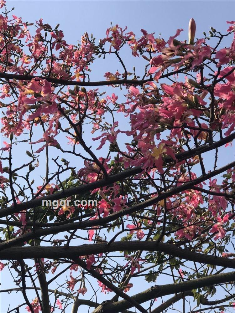 蒙古女孩的第1张照片