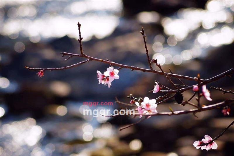 北冥有鱼的第2张照片