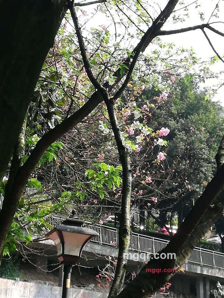 一直可乐的第1张照片