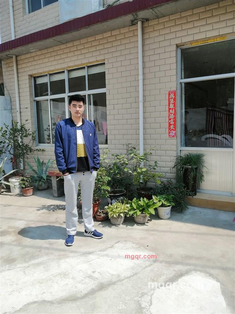 梧桐树的第2张照片