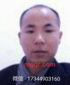 孤独大雁的第2张照片