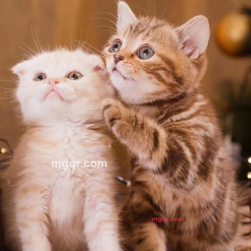 梦想成真的第1张照片