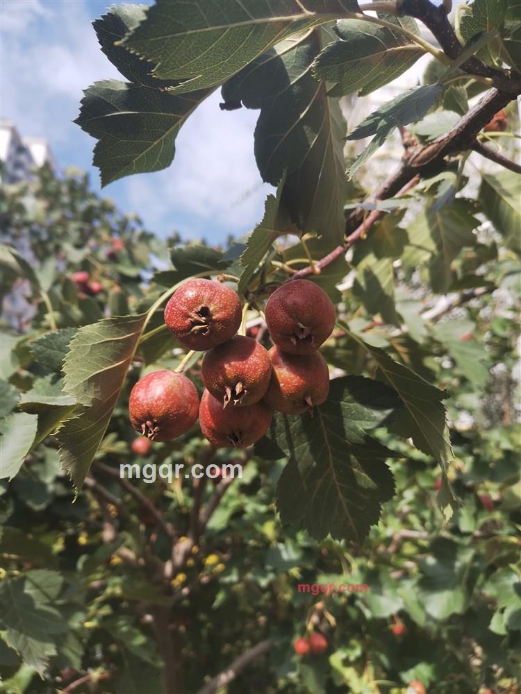 枫叶红的第2张照片