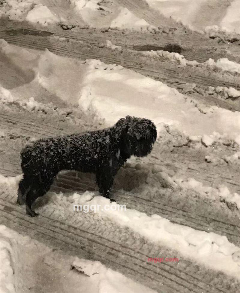 叶子的第3张照片