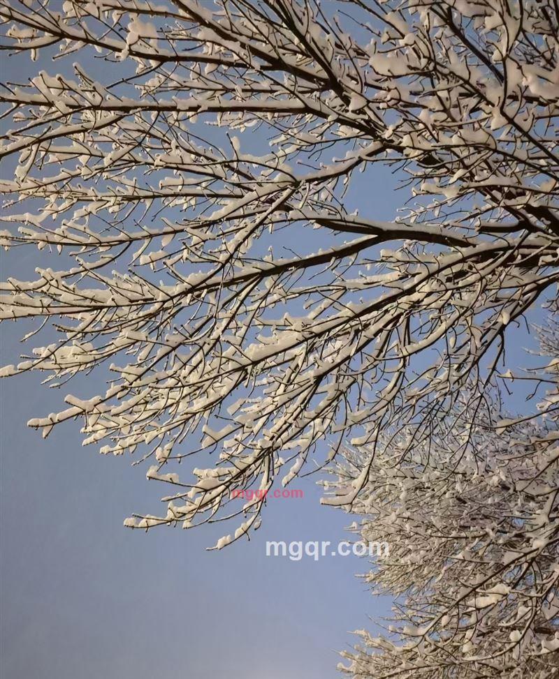 叶子的第2张照片