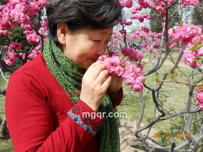 勿忘我开心果的第2张照片