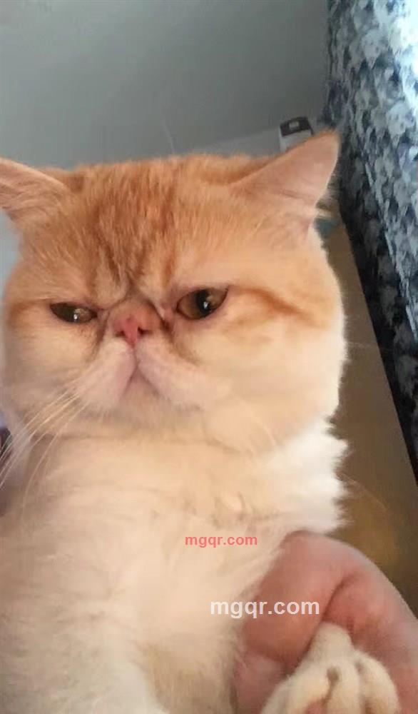 想吃鱼的猫的第1张照片