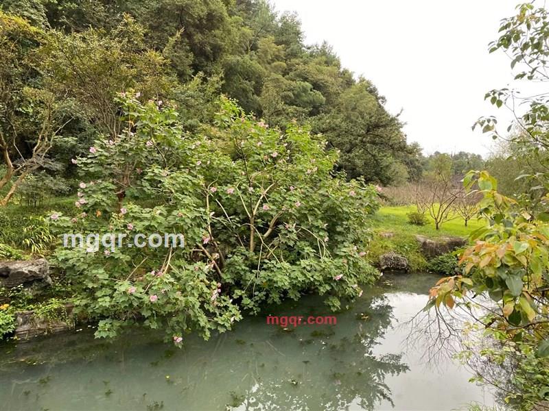 禅心1120的第3张照片