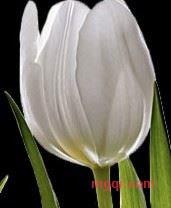 水珠的第2张照片