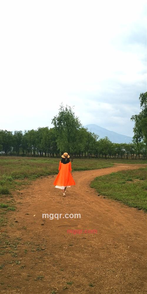 含羞草的第2张照片