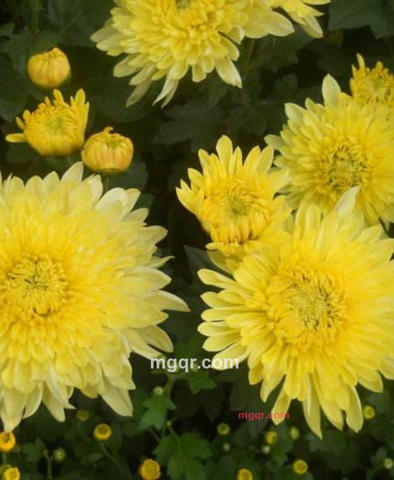 柠檬茶的第5张照片