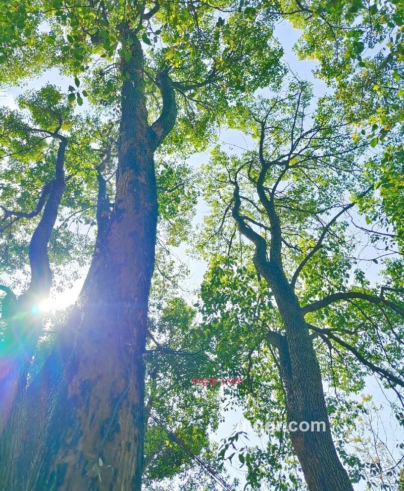 淡雅风情的第1张照片