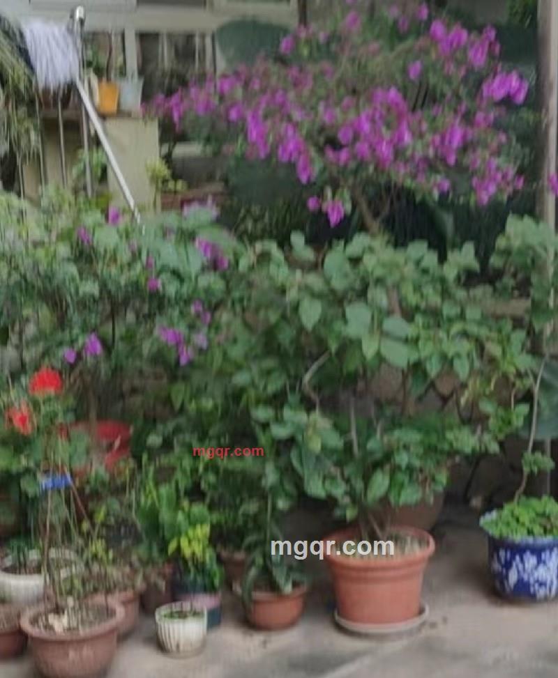 燕子的第5张照片