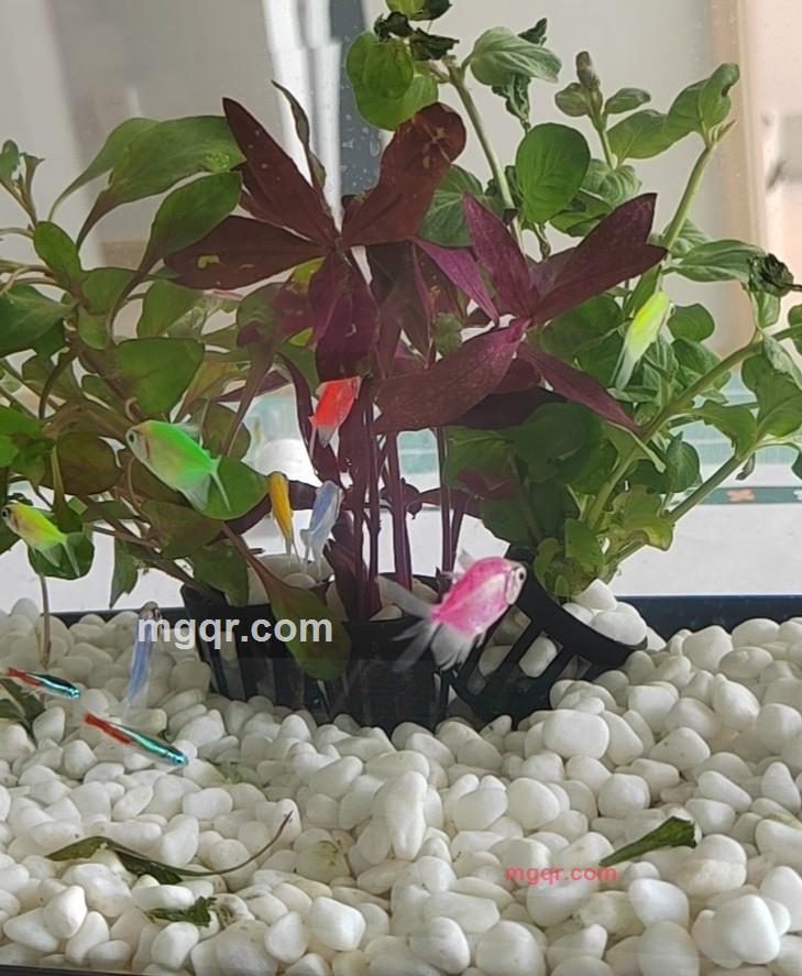 小鲸鱼的第3张照片