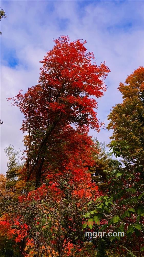 华人华侨的第9张照片