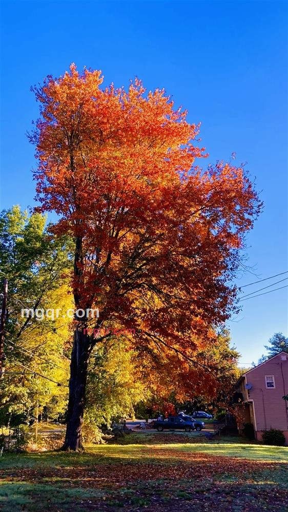 华人华侨的第7张照片