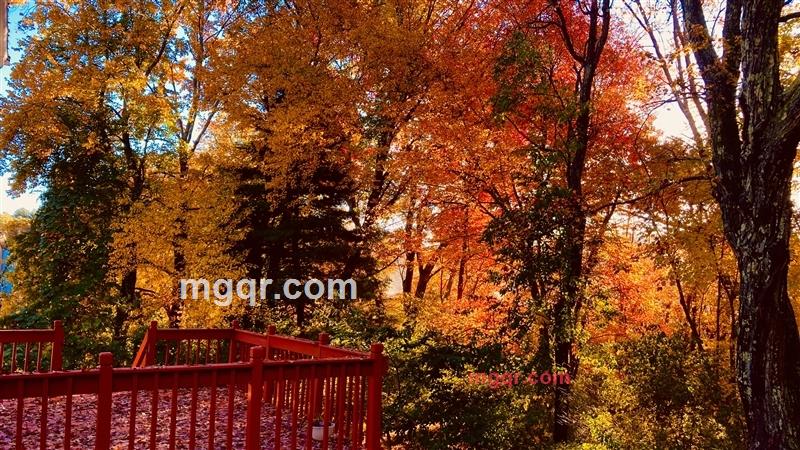 华人华侨的第8张照片