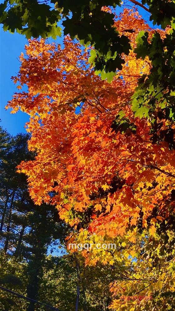 华人华侨的第6张照片