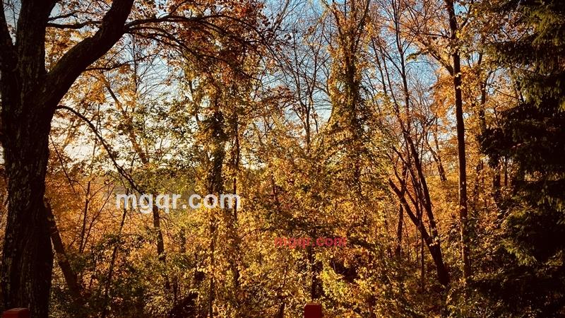 华人华侨的第5张照片