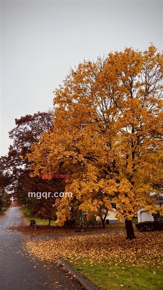 华人华侨的第3张照片