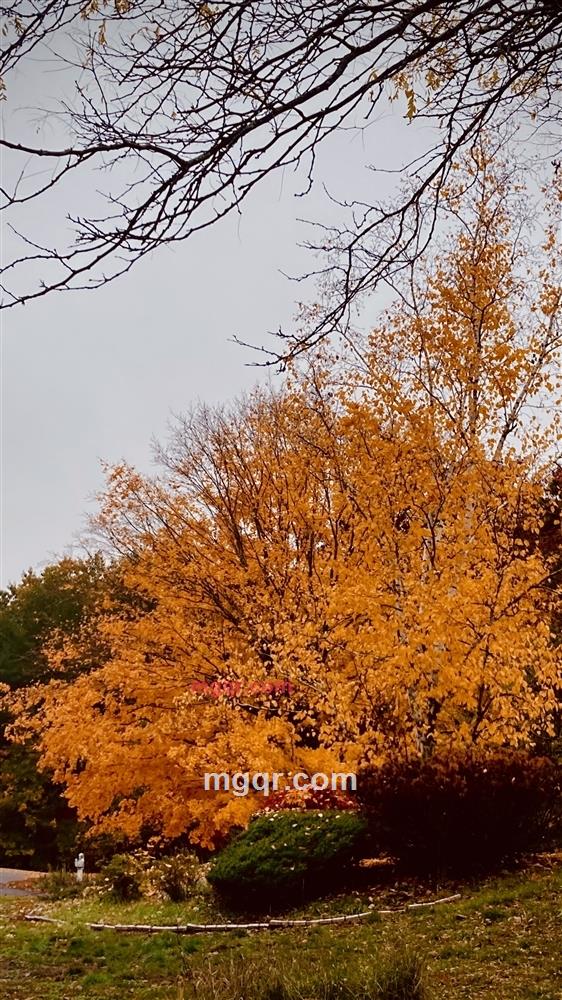 华人华侨的第2张照片