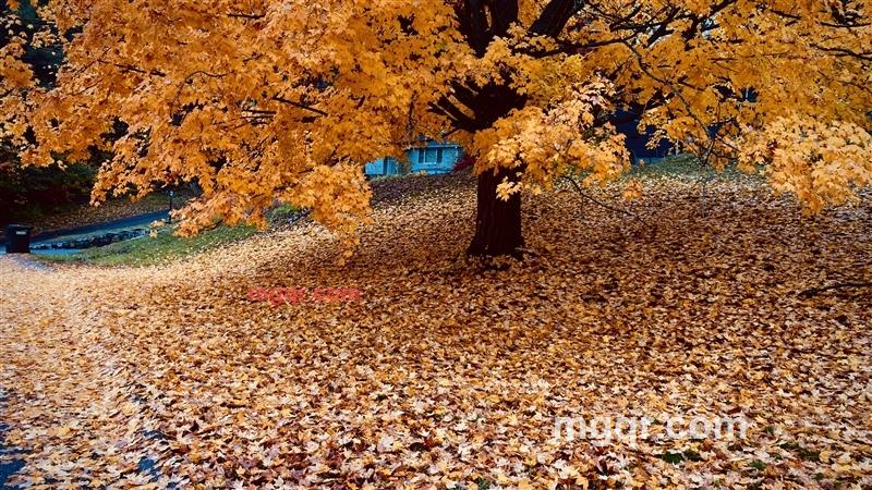 华人华侨的第1张照片