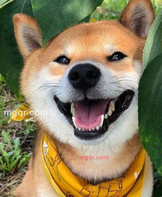 小情绪的第1张照片