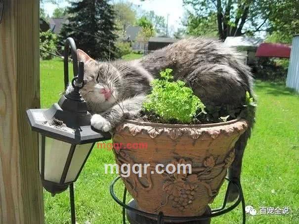 西芹百合的第1张照片