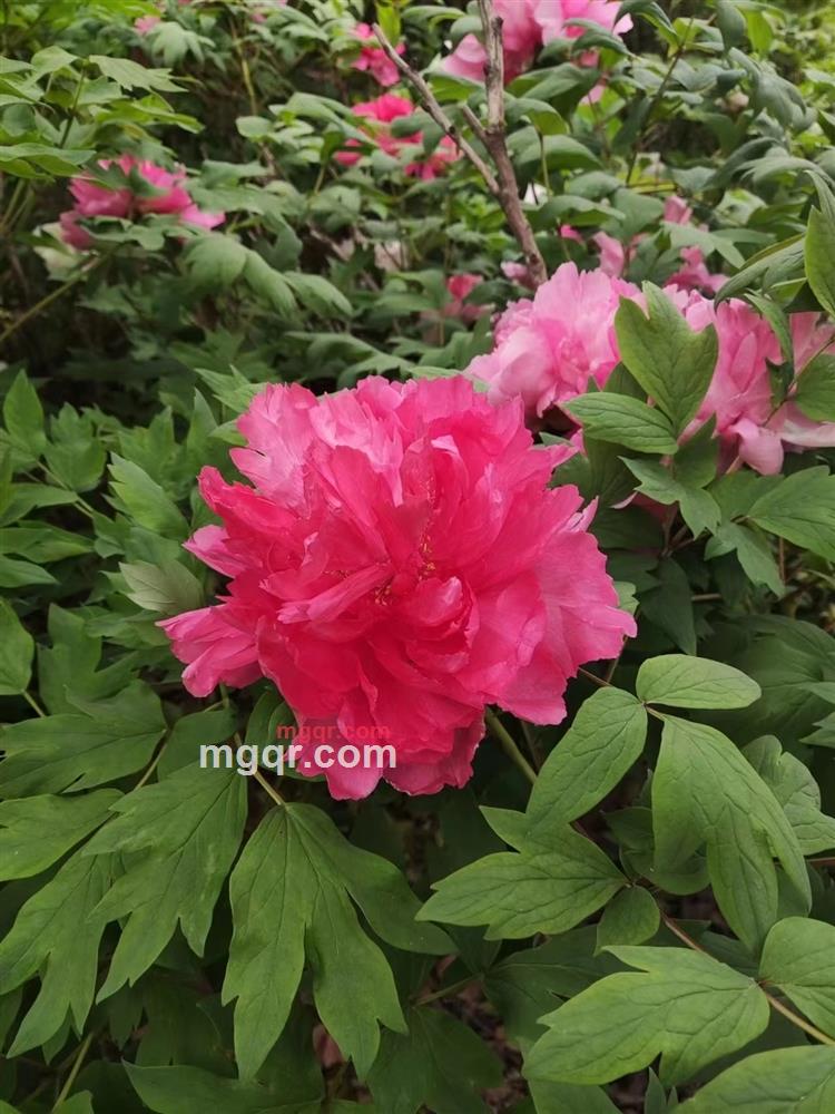 悠悠风情的第2张照片