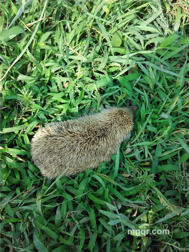 轻风拂柳的第1张照片