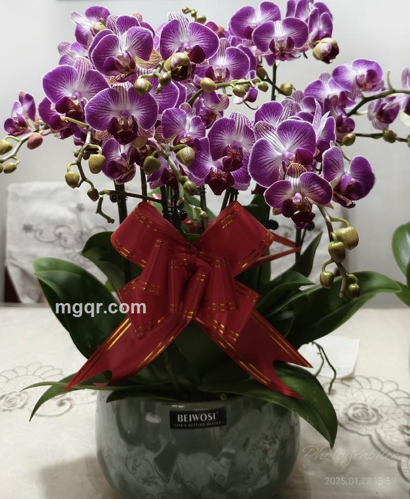 与你浪漫的第2张照片