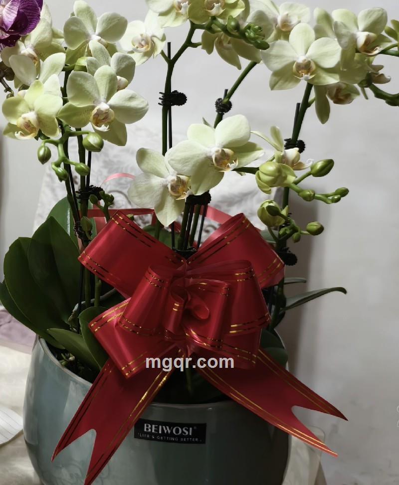 与你浪漫的第1张照片