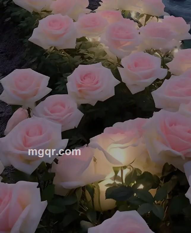 情网单身花的第10张照片