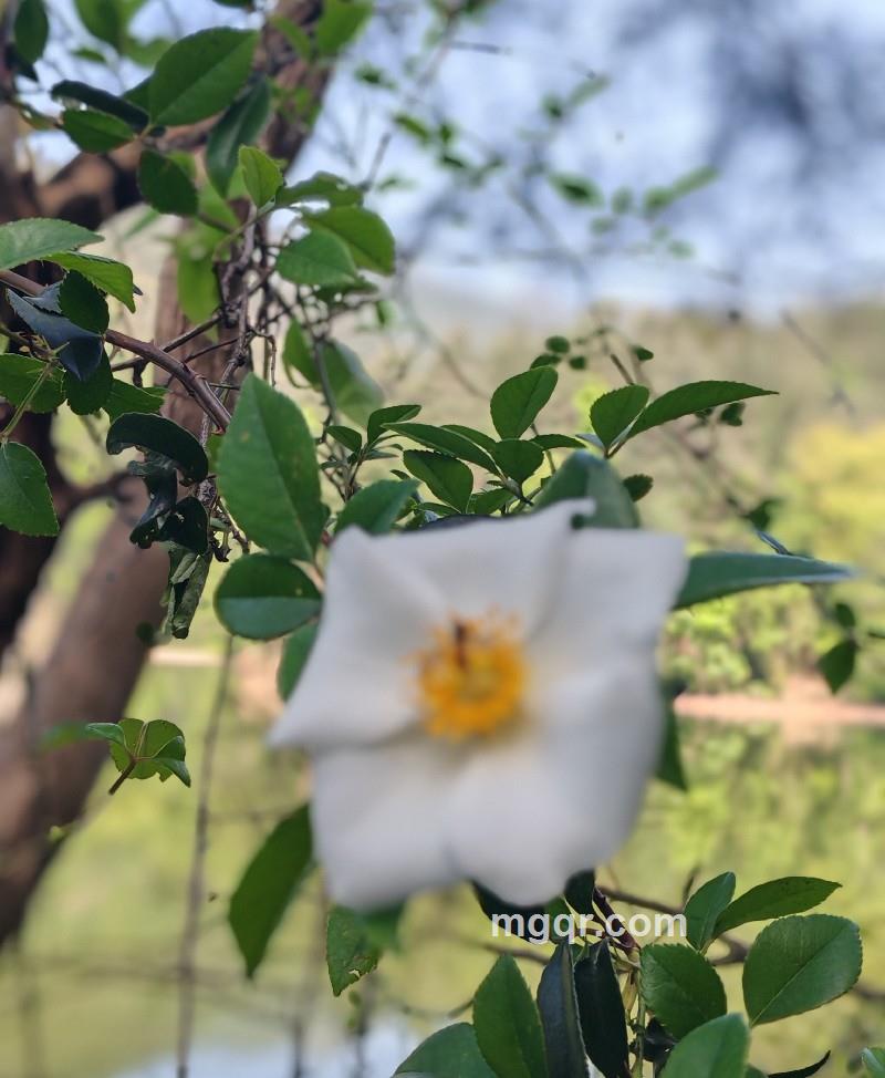 心静的第2张照片