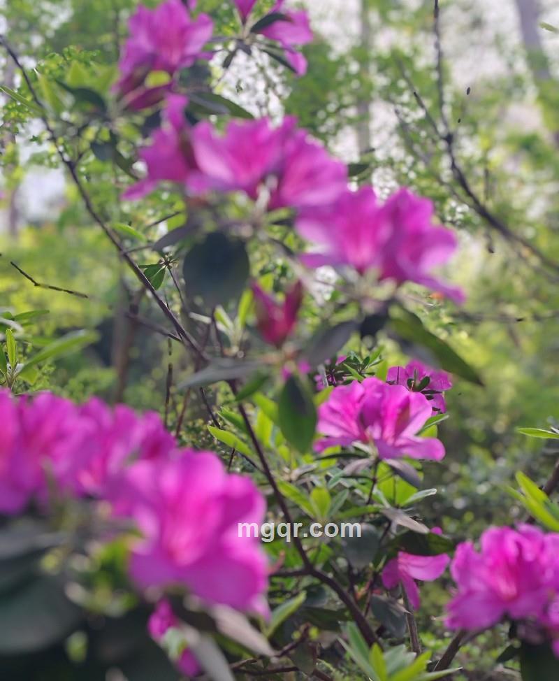 心静的第1张照片