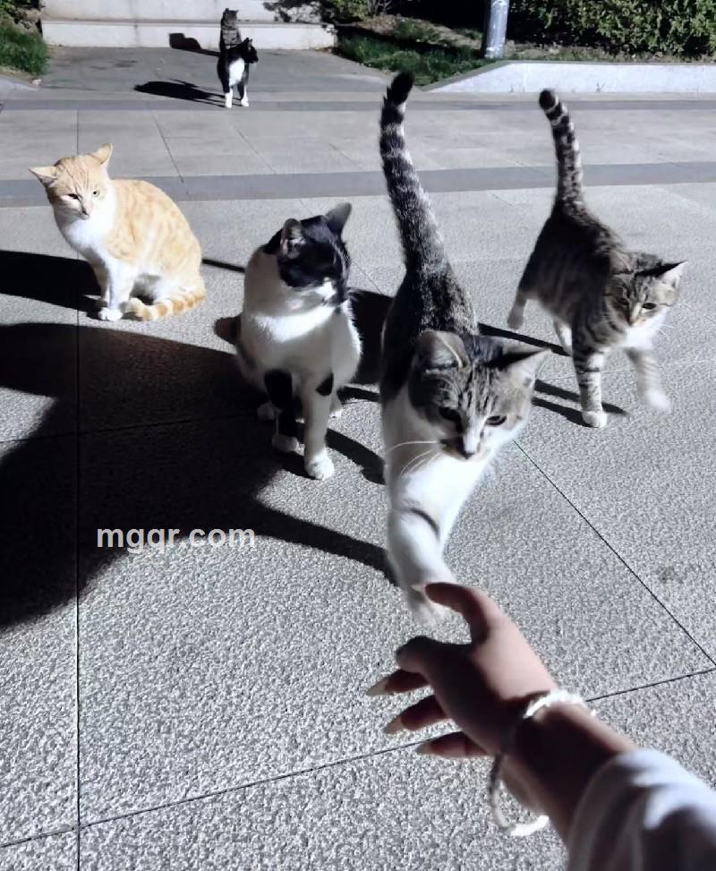 优雅的小熊猫的第2张照片