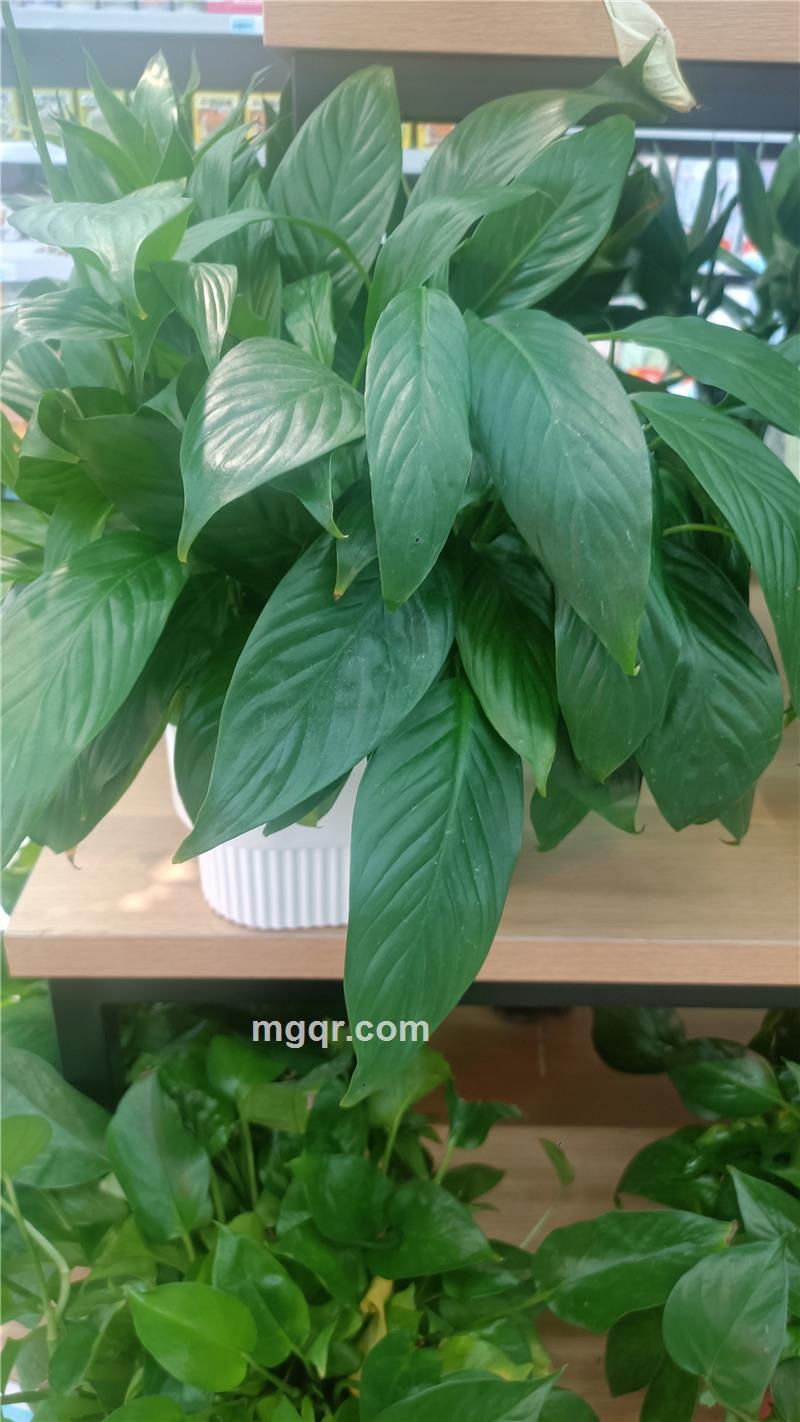 伊人88的第1张照片