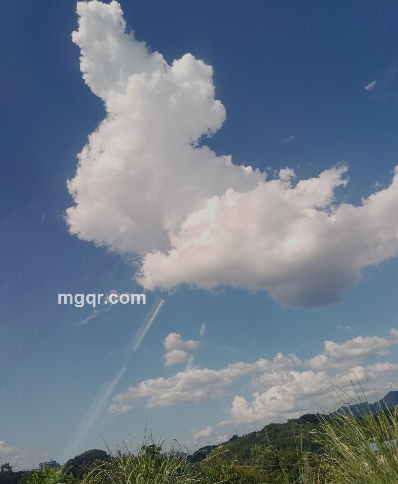 带刺的玫瑰的照片