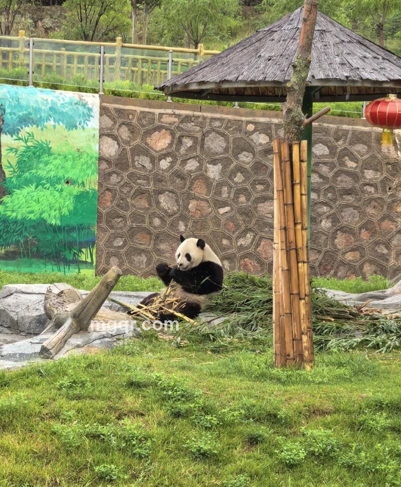 芋泥波波的照片