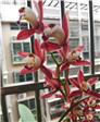花蝶的第2张照片